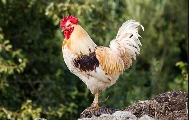 家裡驚現3種動物!閻王爺暗示大限將至?千萬別鐵齒 第 3 張