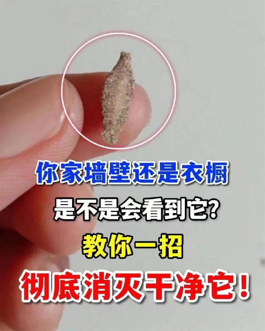 家中牆角衣櫥驚見牠?一招根除不再復發! 第 1 張