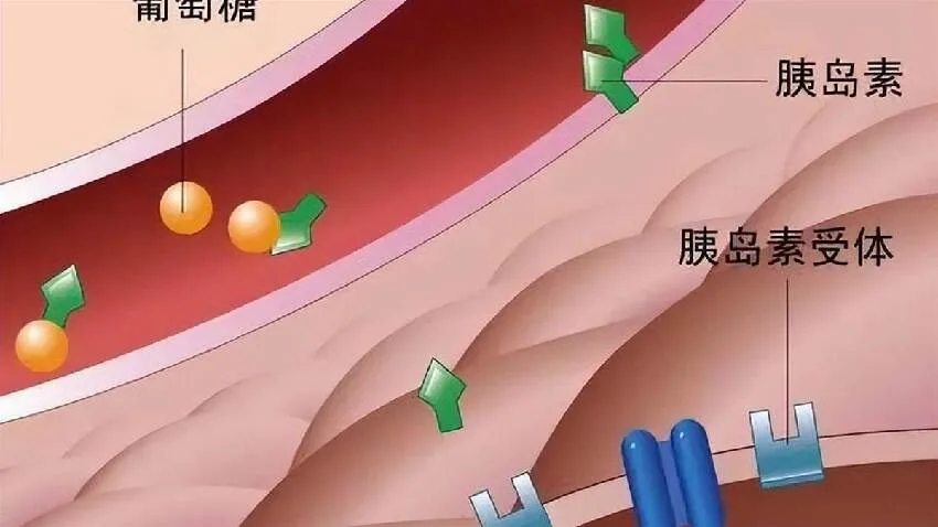 57歲大叔天天吃玉米控糖,半年後回診數字曝…醫驚:你做了什麼? 第 8 張
